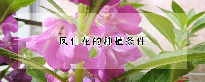 鳳仙花的種植條件