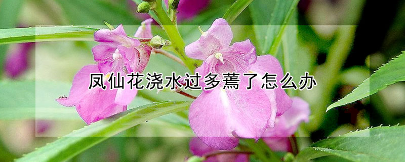 鳳仙花澆水過多蔫了怎麼辦