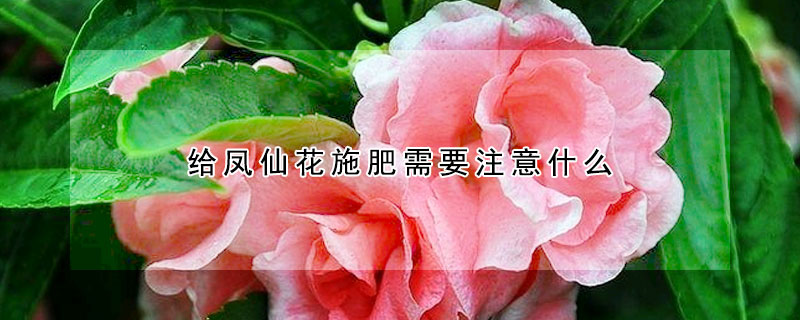 給鳳仙花施肥需要注意什麼