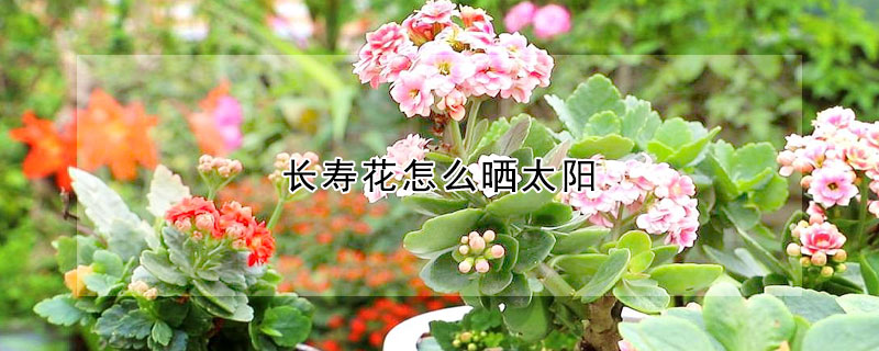 長壽花怎麼曬太陽