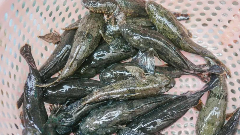 塘鱧魚高產養殖技術