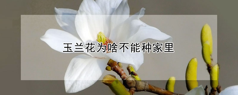 玉蘭花為啥不能種家裏