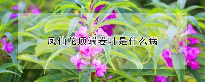 鳳仙花頂端卷葉是什麼病