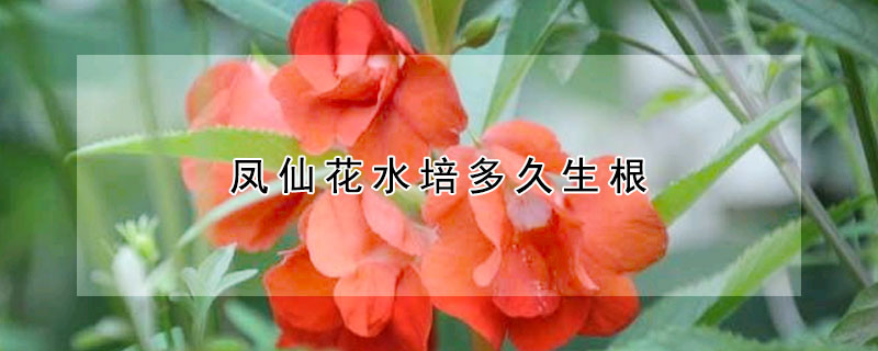 鳳仙花水培多久生根