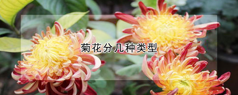 菊花分幾種類型