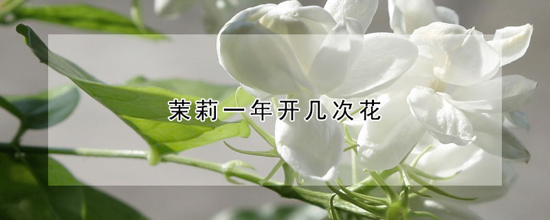 茉莉一年開幾次花