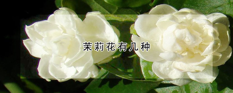 茉莉花有幾種