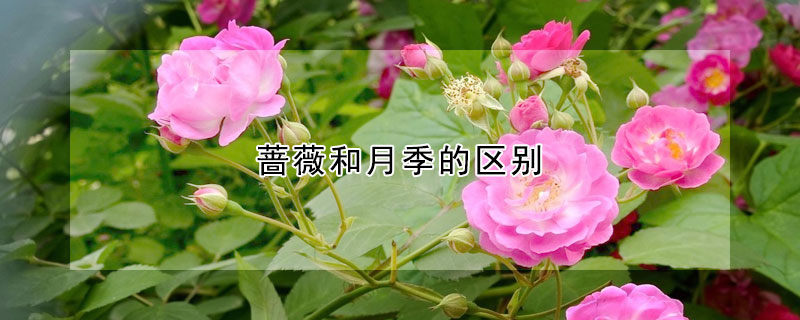 薔薇和月季的區別