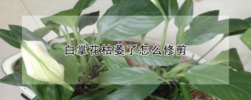 白掌花枯萎了怎麼修剪