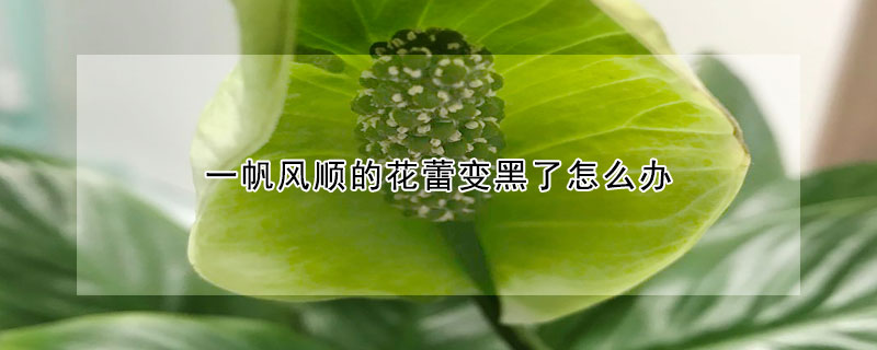 一帆風順的花蕾變黑了怎麼辦