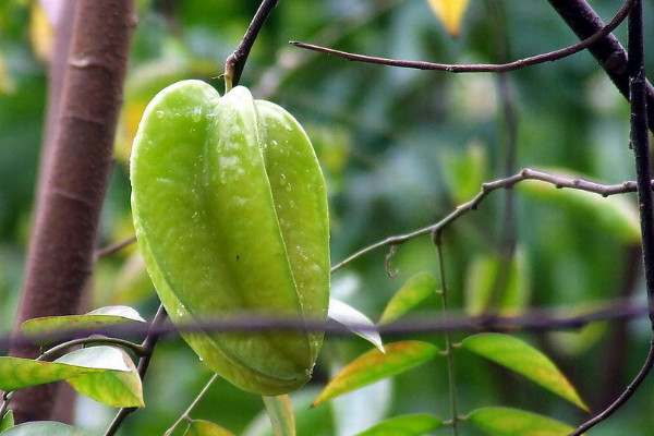 楊桃種植技術