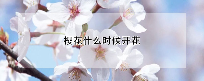 櫻花什麼時候開花