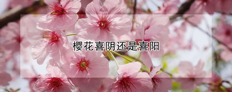 櫻花喜陰還是喜陽