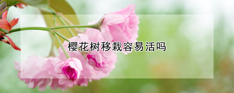 櫻花樹移栽容易活嗎