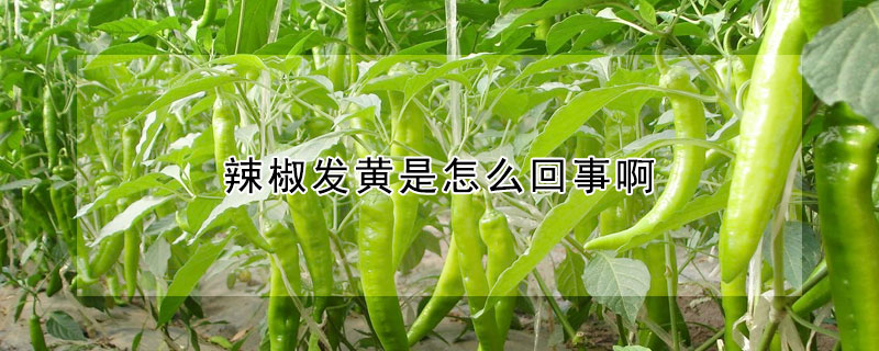 辣椒發黃是怎麼回事啊