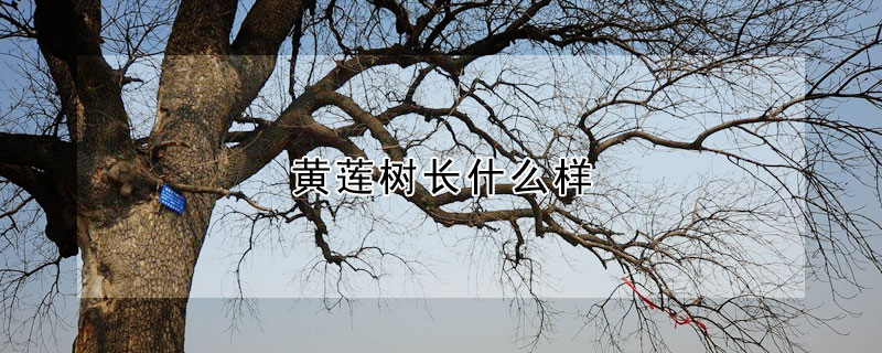 黃蓮樹長什麼樣