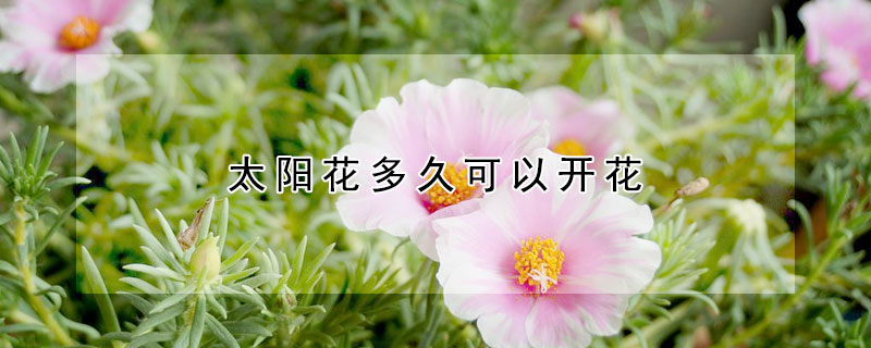 太陽花多久可以開花