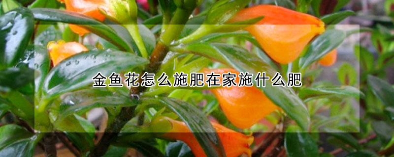 金魚花怎麼施肥在家施什麼肥