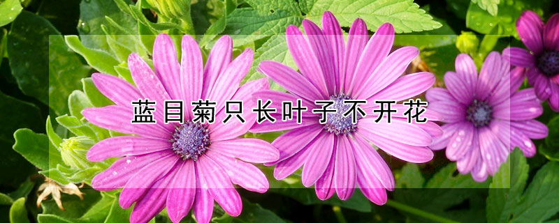 藍目菊隻長葉子不開花