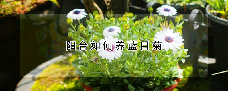 陽台如何養藍目菊