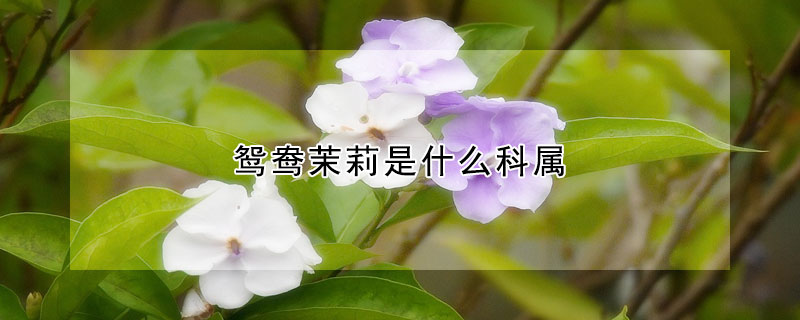 鴛鴦茉莉是什麼科屬