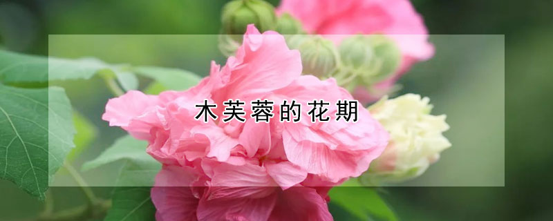 木芙蓉的花期