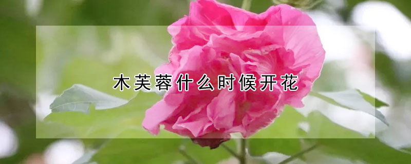 木芙蓉什麼時候開花