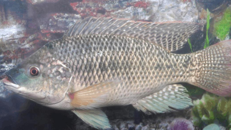 羅非魚怎麼養才好