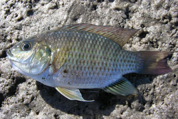 羅非魚怎麼養才好