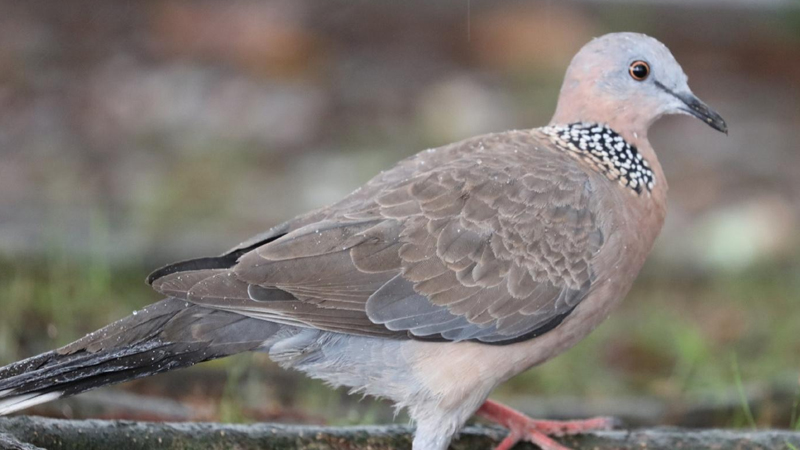 野鴿子和斑鳩的區別