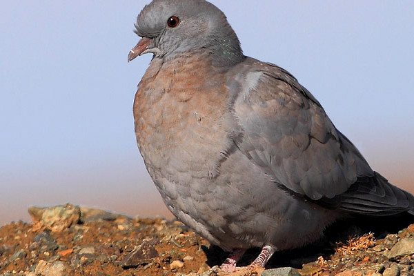 野鴿子和斑鳩的區別