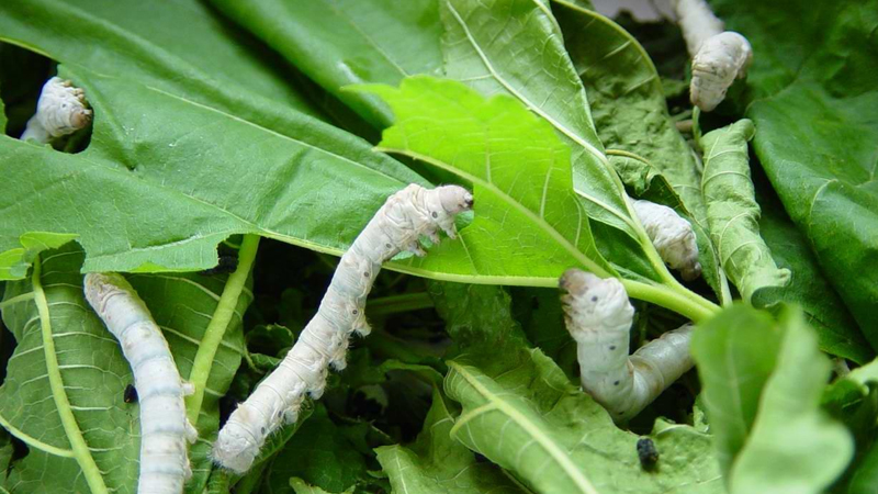 蠶要怎麼養才好