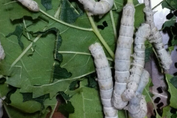 蠶要怎麼養才好