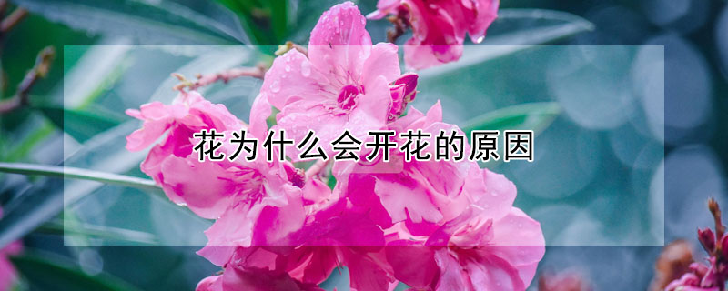 花為什麼會開花的原因