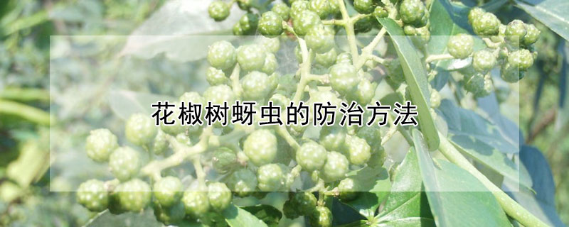 花椒樹蚜蟲的防治方法