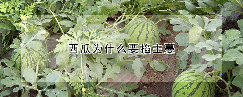 西瓜為什麼要掐主蔓