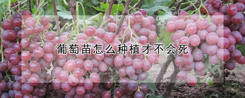 葡萄苗怎麼種植才不會死