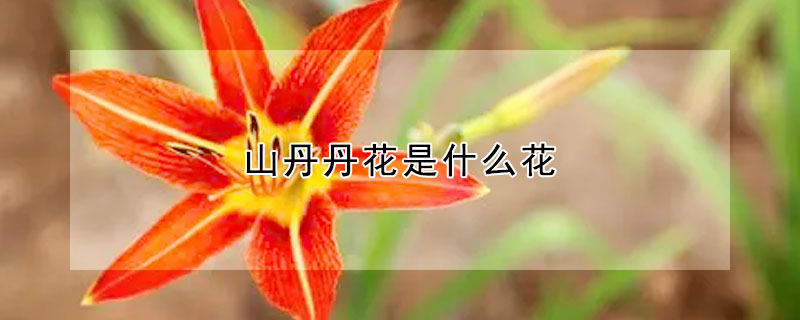 山丹丹花是什麼花