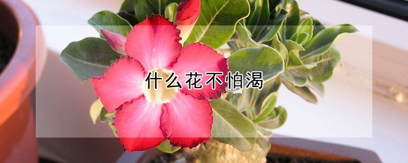 什麼花不怕渴