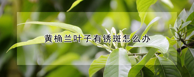 黃桷蘭葉子有鏽斑怎麼辦