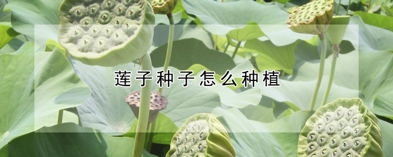 蓮子種子怎麼種植