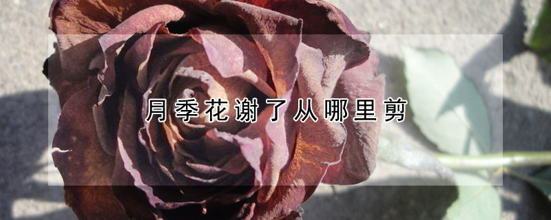 月季花謝了從哪裏剪