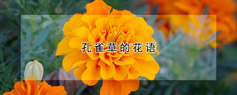 孔雀草的花語