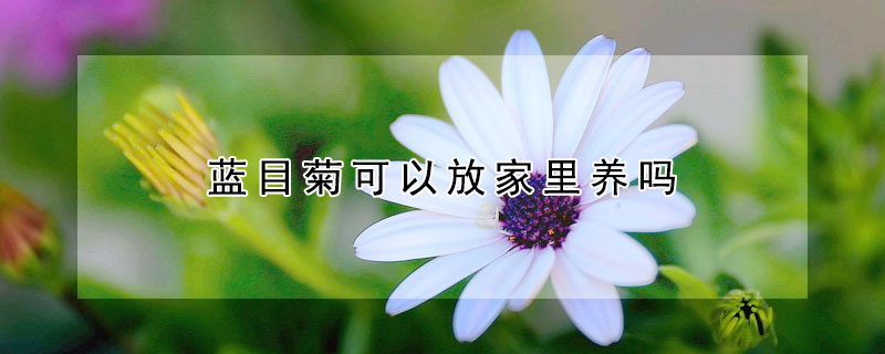 藍目菊可以放家裏養嗎