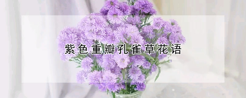 紫色重瓣孔雀草花語