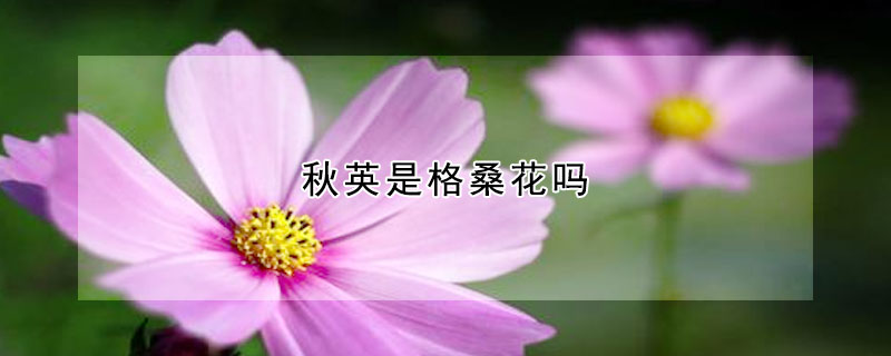 秋英是格桑花嗎