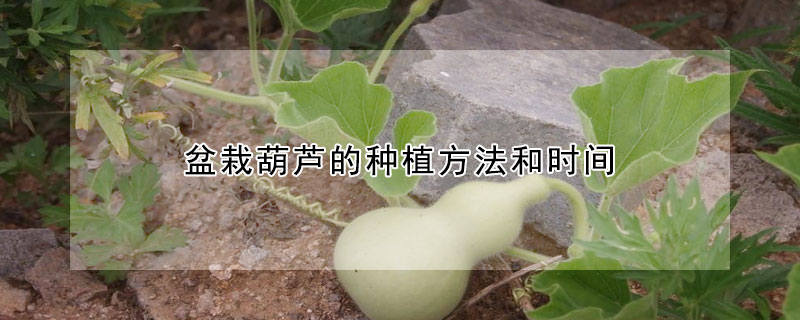 盆栽葫蘆的種植方法和時間