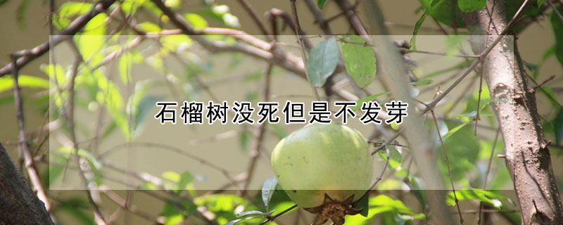 石榴樹沒死但是不發芽