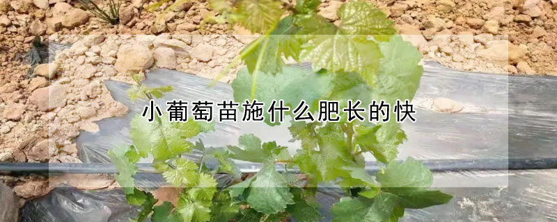 小葡萄苗施什麼肥長的快