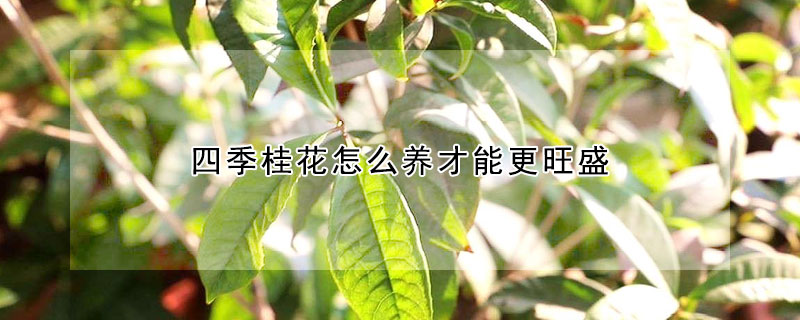 四季桂花怎麼養才能更旺盛